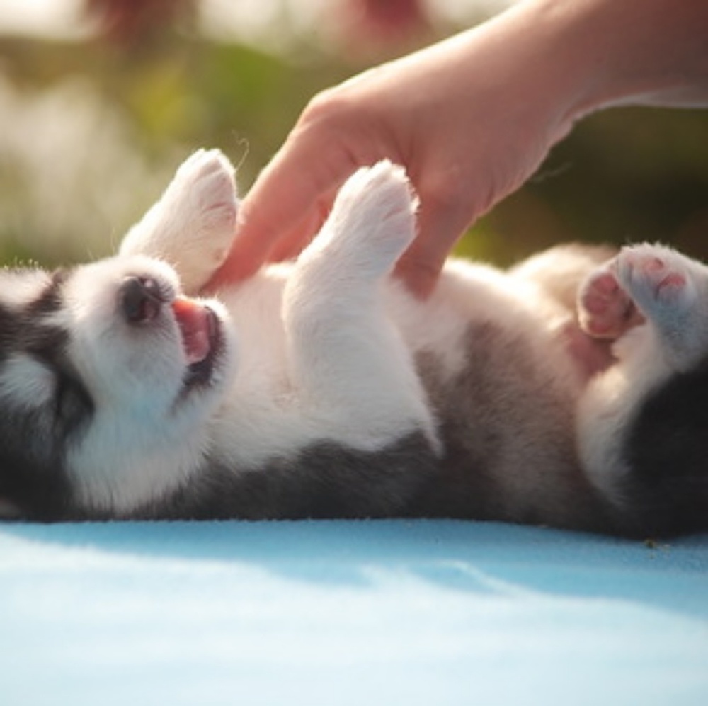 Meet your Posher, Peter